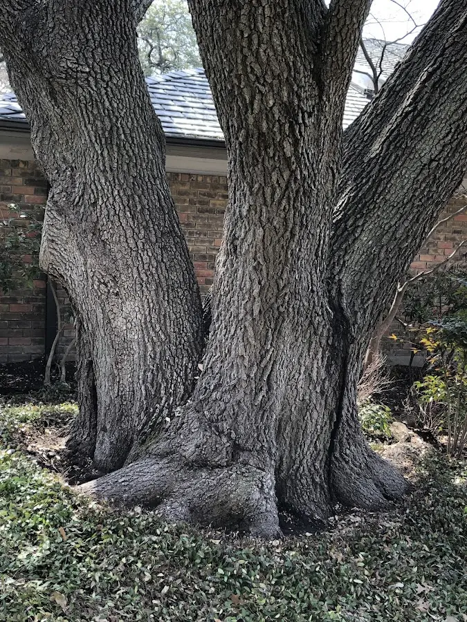 Mature heritage tree close to a Bakers Mills property cared for by certified arborists